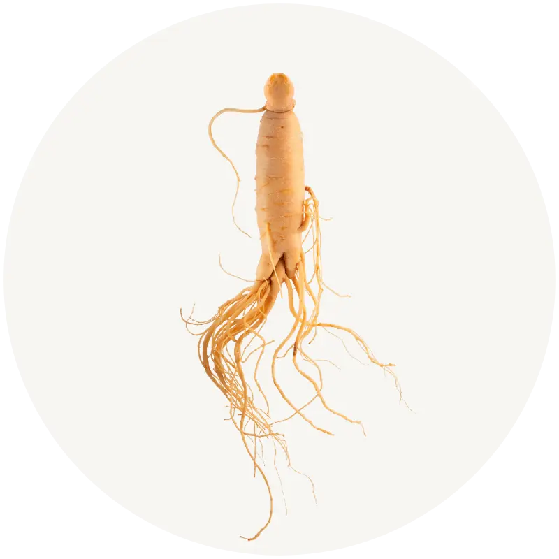 Ginseng Extract